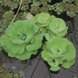 Rosette Water Lettuce | Pistia Sp.