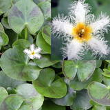 White Snowflake | Nymphoides indica | Bare-Root | Available Late March Spring 2024