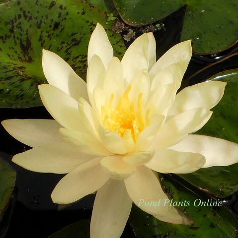 Assorted Yellow Hardy Water Lily