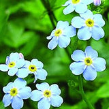 Aquatic Forget-Me-Not | Myosotis scorpioides | Ships Late March/April Spring 2024
