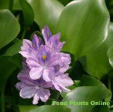 Water Hyacinth | Eichornia crassipes