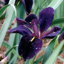 Black Gamecock | Purple Louisiana Iris
