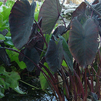 Black Magic Taro | Colocasia esculenta 'Black Magic' | Available Late March Spring 2024