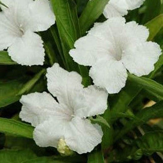Bluebell Dwarf White | Ruellia brittoniana 'Dwarf White' | Available Late March Spring 2024