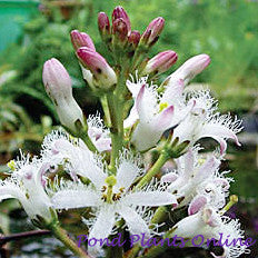 Bog Bean | Menyanthes trifolia | Ships Late March/April Spring 2024