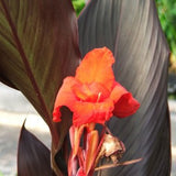 Canna Australia | var. ‘Australia’