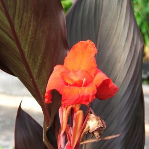 Canna Australia | var. ‘Australia’