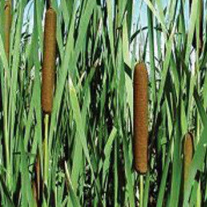Cattail | Typha latifolia