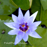 Colorata | Tropical Water Lily