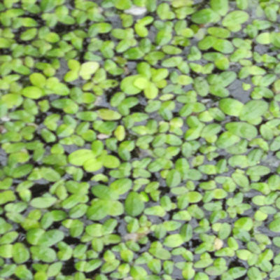 Duckweed - Lemna Minor  Pond PIants Online