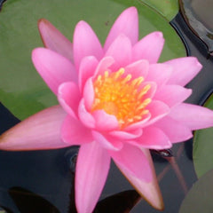 Firecrest | Hardy Water Lily