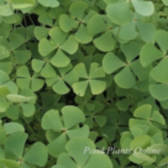 4 leaf clover plant Four Leaf Clover