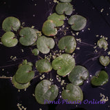 Frogbit (Limnobium spongia)