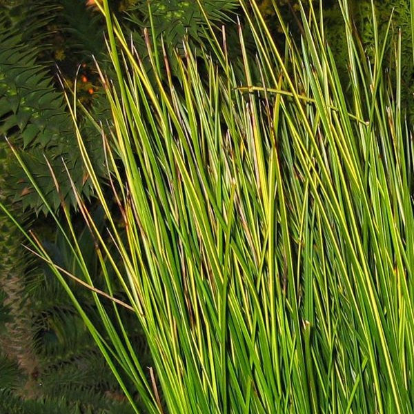 Variegated Sweet Scented Rush