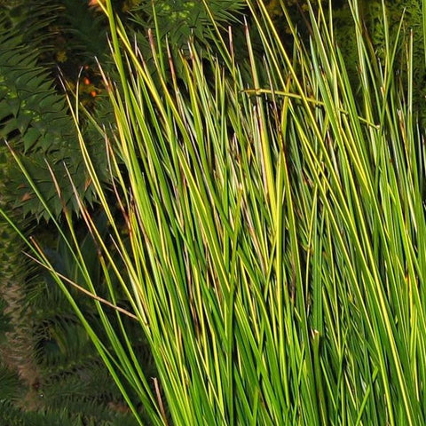 Golden Sword Variegated Striped Rush | Ships Late March/April Spring 2024