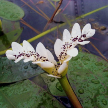 WATER HAWTHORNE – Pond PIants Online
