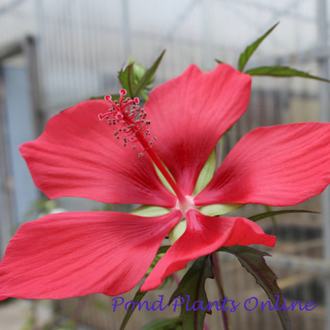 Scarlet Red Hibiscus Rosemallow | Hibiscus coccineus  | Available Late March Spring 2024