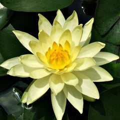 Joey Tomocik | Yellow Hardy Water Lily