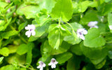 Mint Charlie | Micromeria Brownei