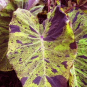 Mojito Taro (Colocasia esculenta 'Mojito') – Pond PIants Online