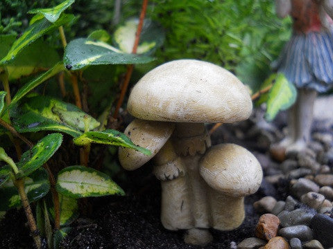 Mushroom Cluster w/ Pick