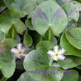 White Snowflakes | Nymphoides indica | Potted