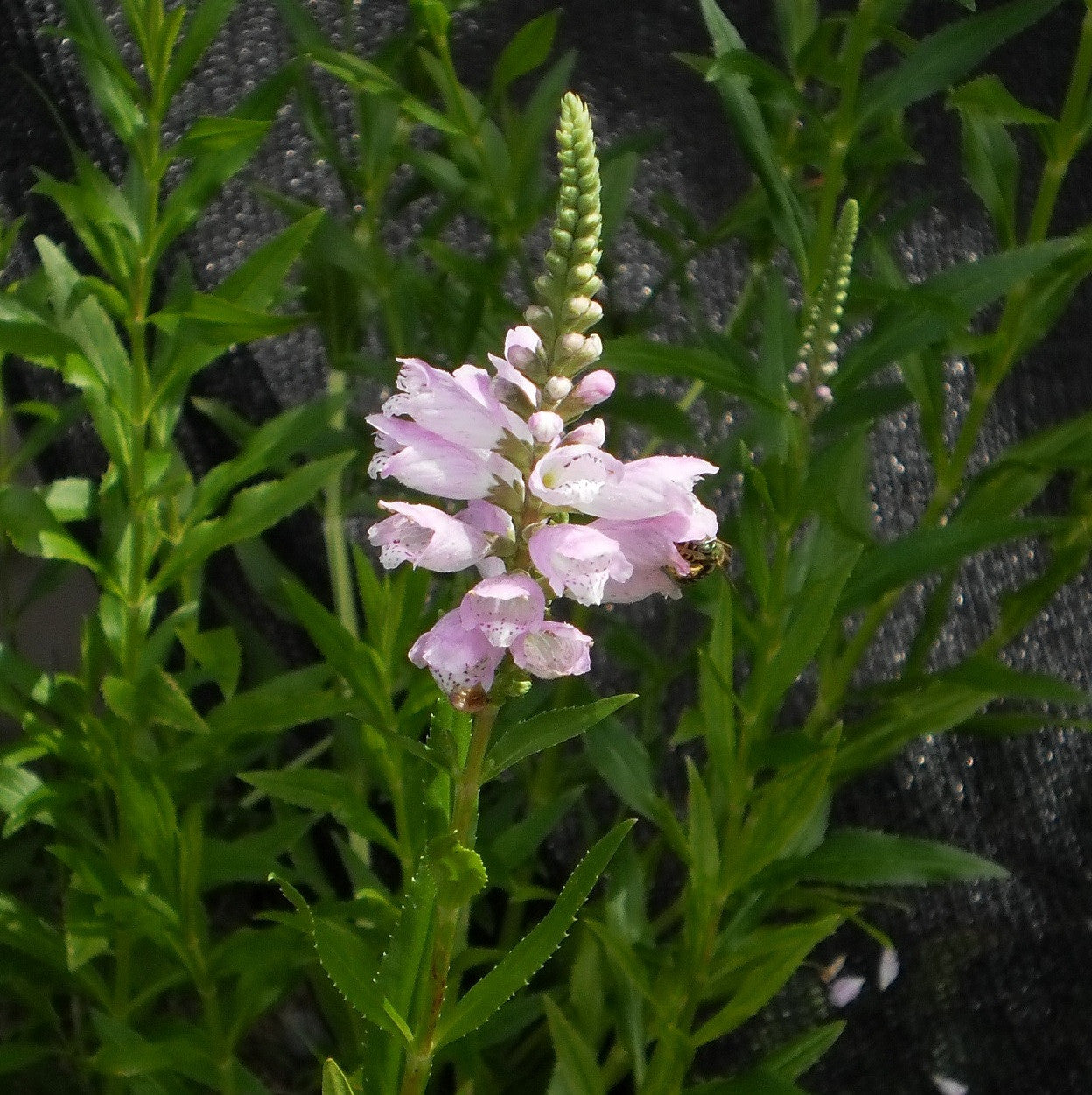 lavender obedient plant Obedient Plant – Pond PIants Online