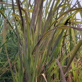 Black Madras Ornamental Rice | Oryza sativa 'Black Madras'