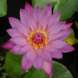 Panama Pacific | Tropical Water Lily