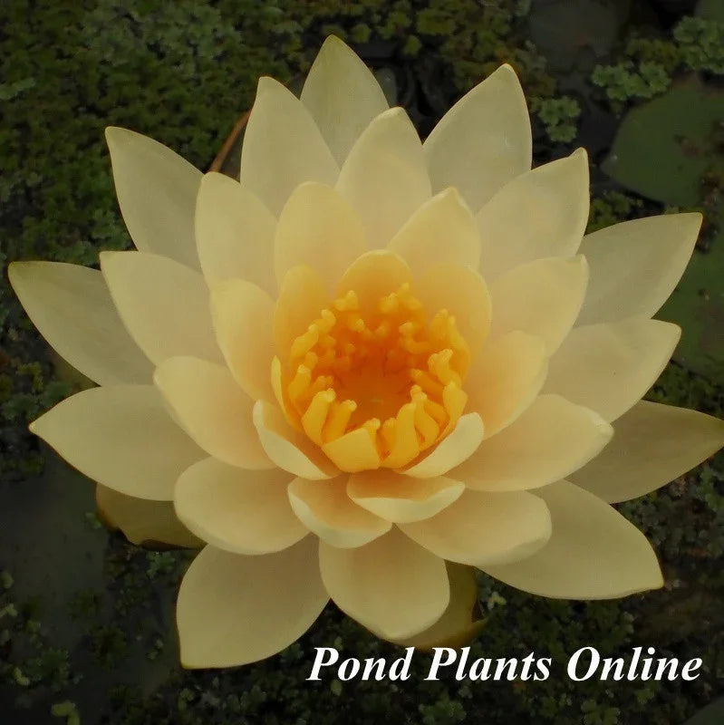 cream lily flower Peaches and Cream – Pond PIants Online