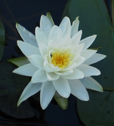 Perry's Double White | Hardy Water Lily | Ships Spring 2024