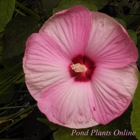 Water Hibiscus Dwarf Pink | Hibiscus moscheutos | Ships Late March/April Spring 2024