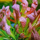 Pitcher Plants | Sarracenia sp.