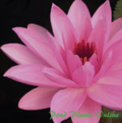 PiyaIarp | Tropical Water Lily