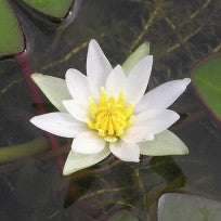 Alba Water Lily