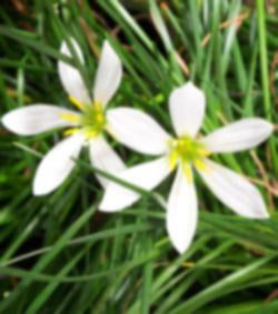 Zephyr Lily 