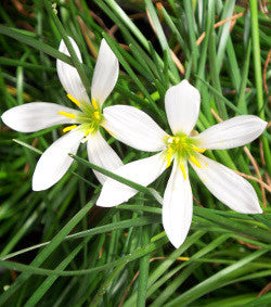 Zephyr Lily "Rain Lily" | Zephyranthes candida | Available Late March Spring 2024