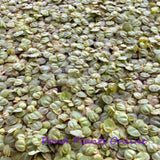 Red Root Floater