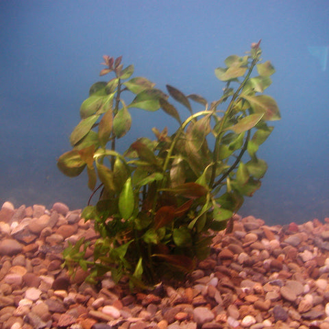 Red Ludwigia  | Ludwigia repens