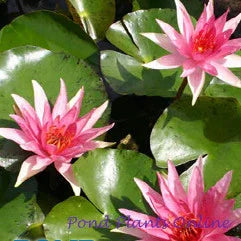 spider lily pond plant Red Spider