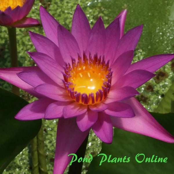 Ruby Tropical – Pond PIants Online