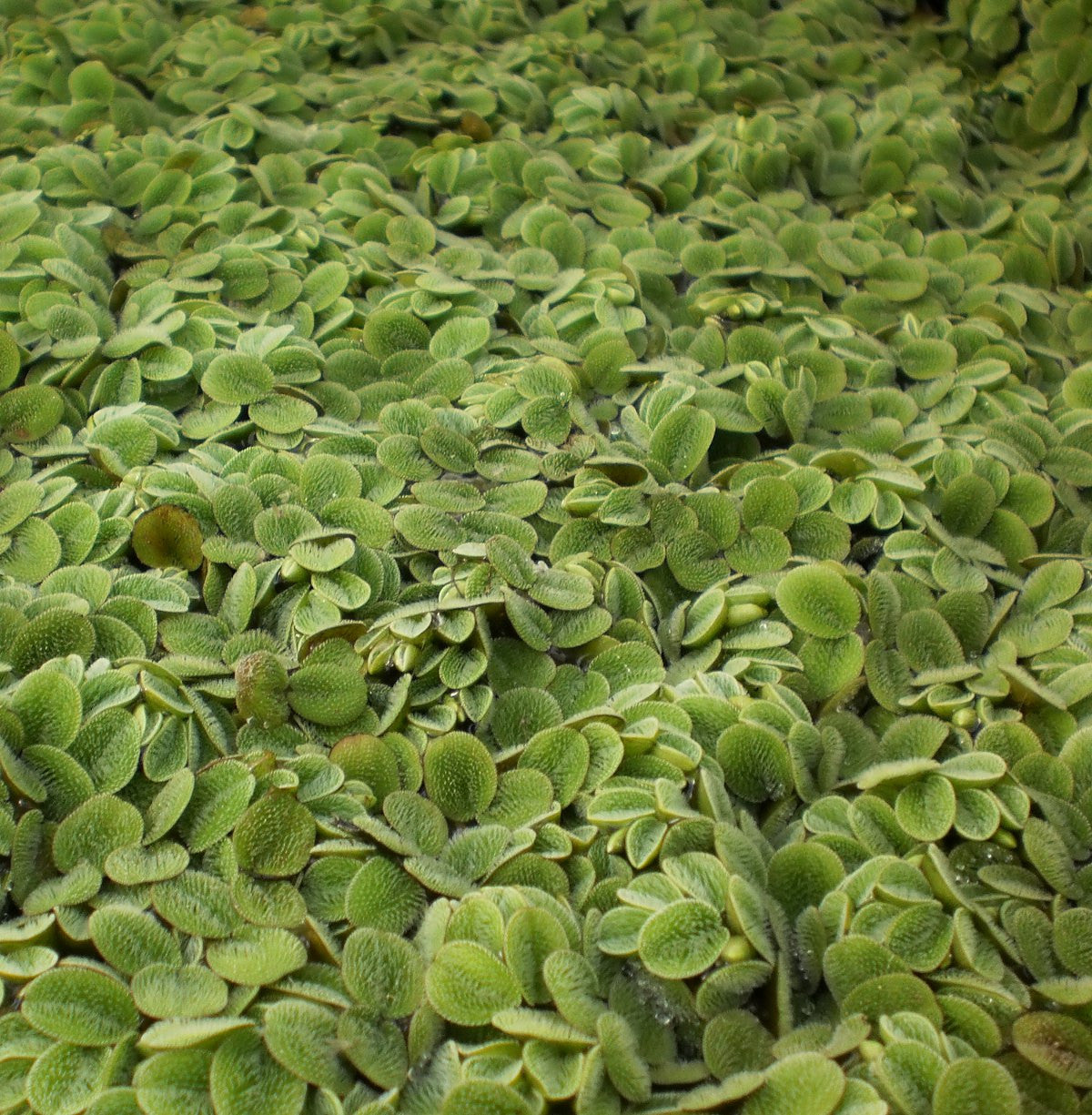 Salvinia | Salvinia Minima