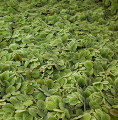 Salvinia | Salvinia Minima | 1/4 Lb.