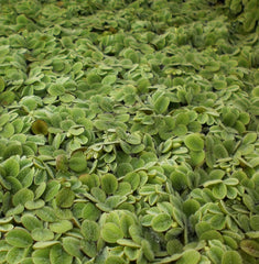 Salvinia | Salvinia Minima