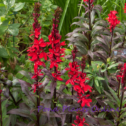 'Black Truffle' Dark Red Cardinal Flower | Lobelia cardinalis 'Black Truffle'