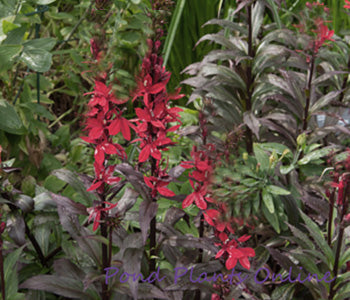 'Black Truffle' Dark Red Cardinal Flower | Lobelia cardinalis 'Black Truffle'