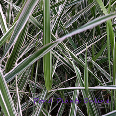 Strawberries And Cream Ribbon Grass