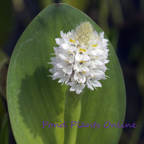 White Pickerel Rush | Pontederia cordata alba