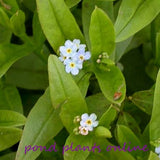 Aquatic Forget-Me-Not | Myosotis scorpioides