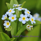 Aquatic Forget-Me-Not | Myosotis scorpioides | Ships Late March/April Spring 2024